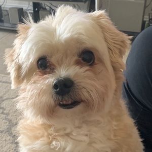 Meet your Posher, Pamela